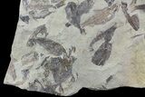 Fossil Fish (Gosiutichthys) Mortality Plate - Lake Gosiute #71788-2